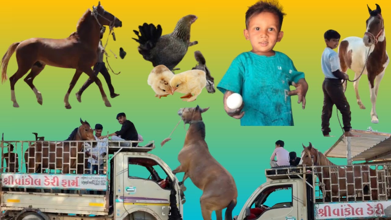 Horse किंग❤️घोड़ा ओर अभलख 🐎घोड़ी कई matting तेजल और परी गए शादी में 🐓बच्चे वाली मुर्गी को निकला बार 