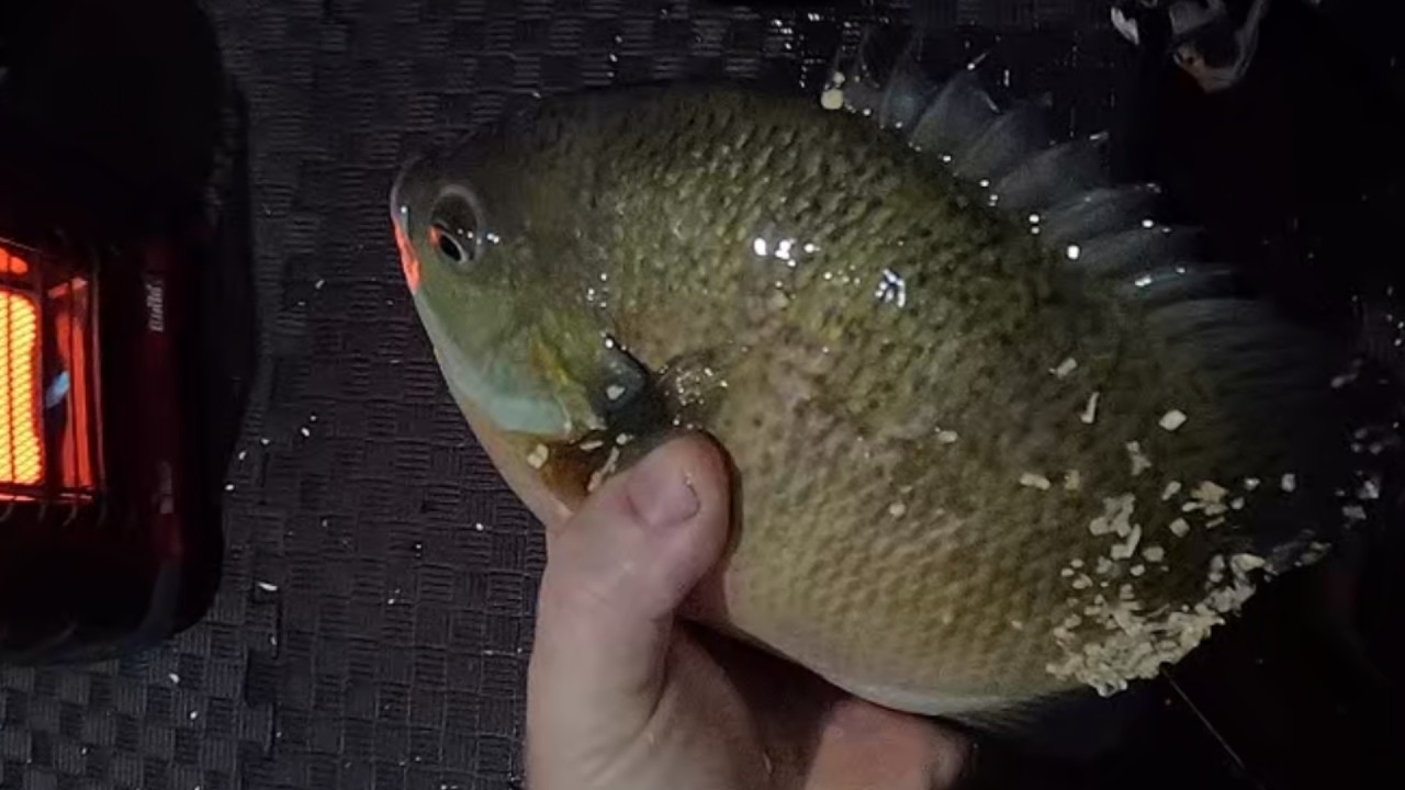 Monster Bluegills - Big Crappies - Ice Fishing 2026