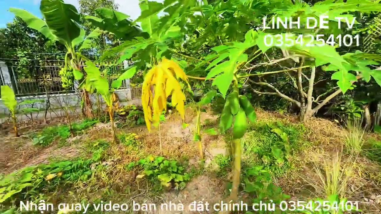T1571💕Bán miến vườn có thổ cư giá 590 triệu xã Vĩnh Kim Đồng Tháp 