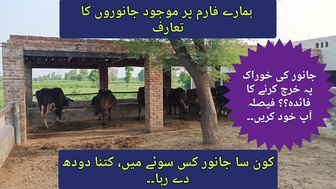 Introduction of our crossbreed cows ll lactations & milk production ll small scale dairy farming
