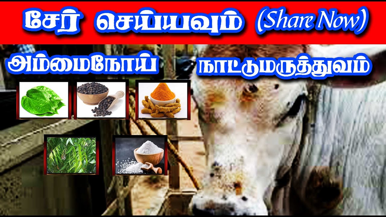 அம்மைநோய் - எளிமையான நாட்டுமருந்து - Tamilan Trending