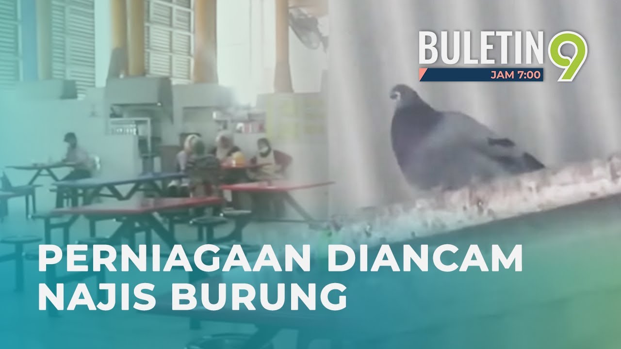 Najis Burung Cemari Pasar Tanjung Di Tawau