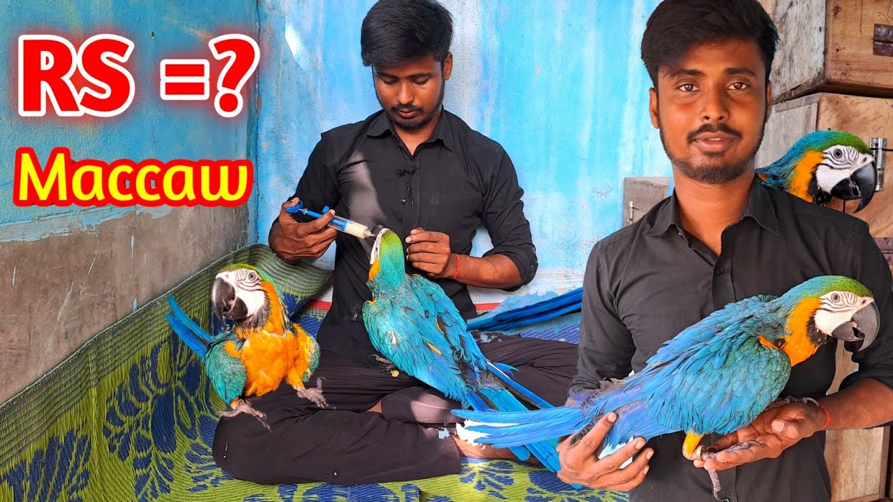 Price of maccaw!! Durgapur Birds farm !! Tamed maccaw