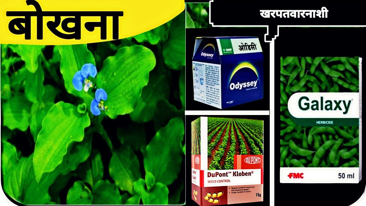 बोखना खरपतवार के लिए खरपतवार नाशक | Galaxy herbicide | DuPont Kloben | Basf Odyssey