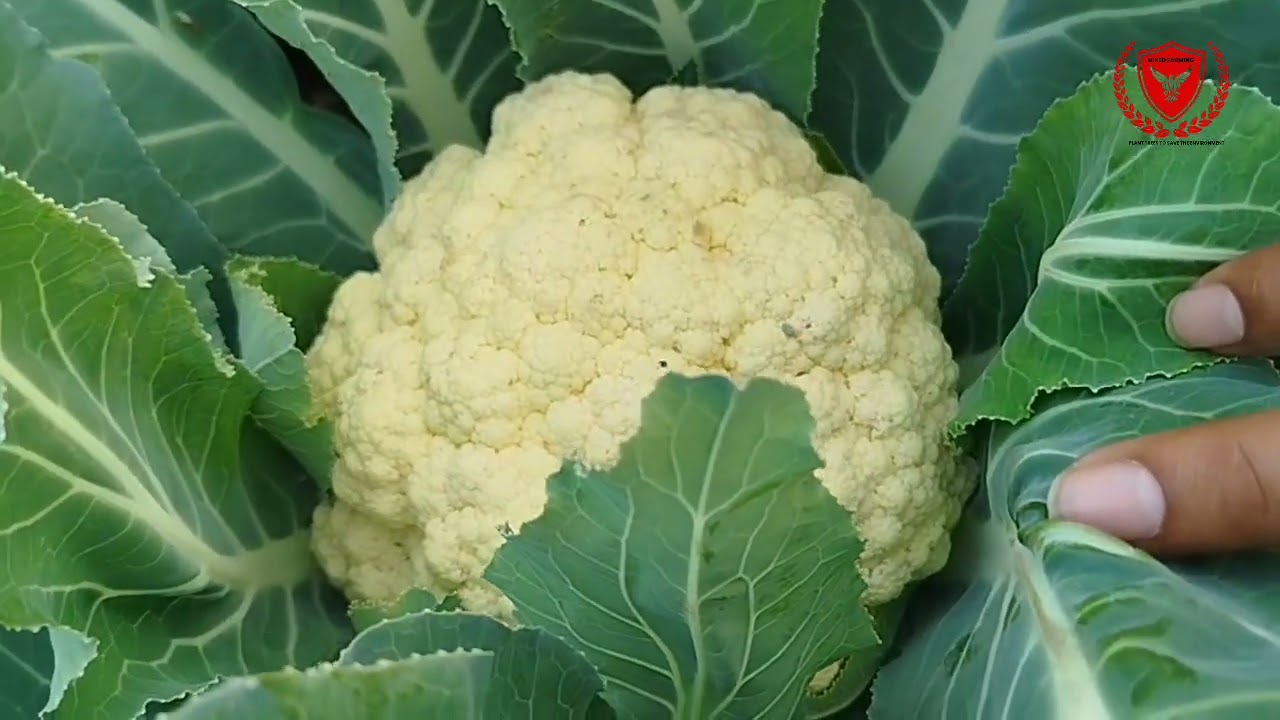 কপি সম্পর্কে গুরুত্বপূর্ণ তথ্য # Pepper  #Mixed Farming,#highlightsシ  #viralvideoシ  #gardening