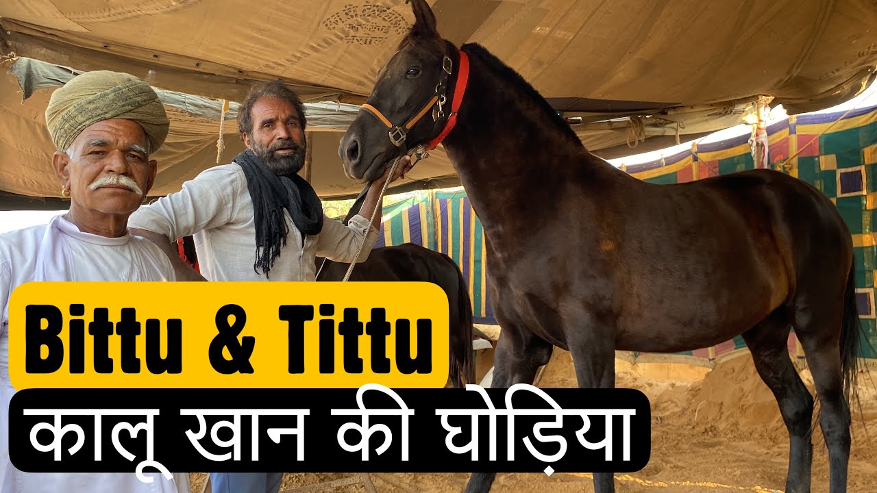 कालू खान की घोड़िया Marwari Mares Of Kalu Khan at Pushkar Fair 2021 पुष्कर मेला