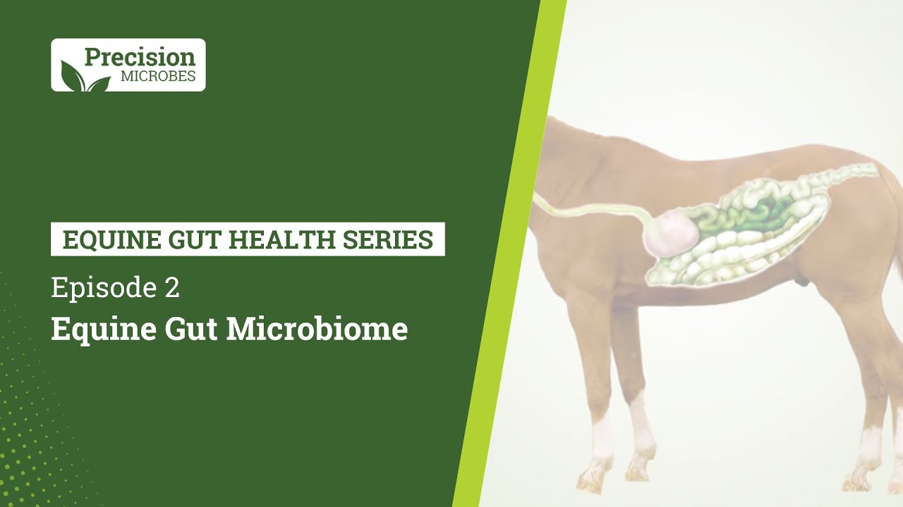 Equine Gut Health Series - EP.2 Equine Gut Microbiome