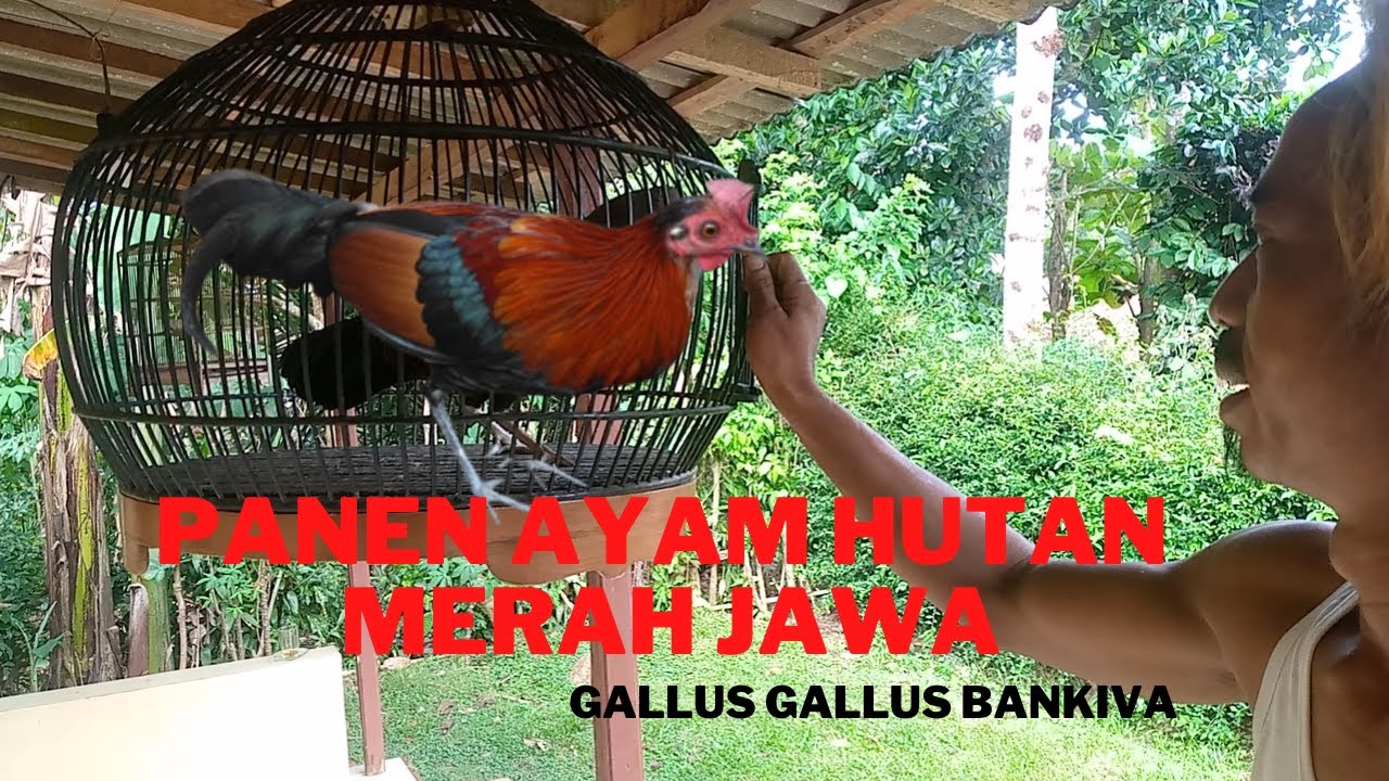 Mantap Panen Ayam Hutan Merah Jawa Hasil Ternak