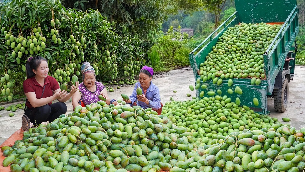 Buy Lots Of Mangoes from Old Women in the Highland, Use Truck Transport Many Mangoes Go To Sell