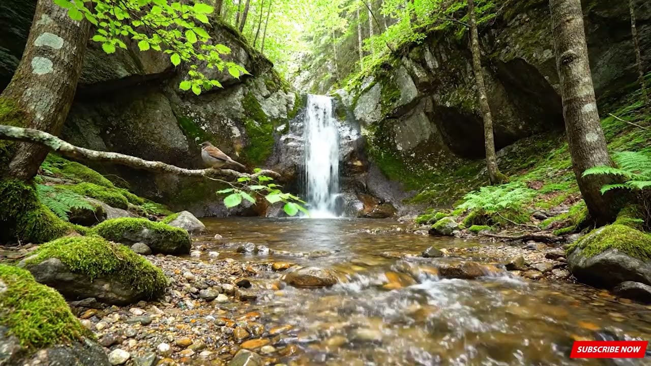 Mountain Stream Flow, Forest Stream, Birdsong, Nature Sounds for Sleeping