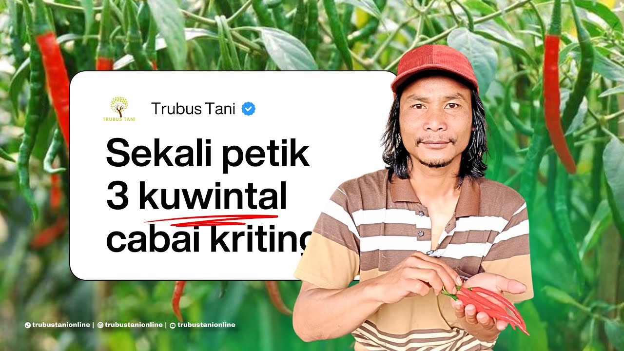 Sudah panen ke-25 tapi hasil masih stabil! Sampai 3 kintal cabai kriting