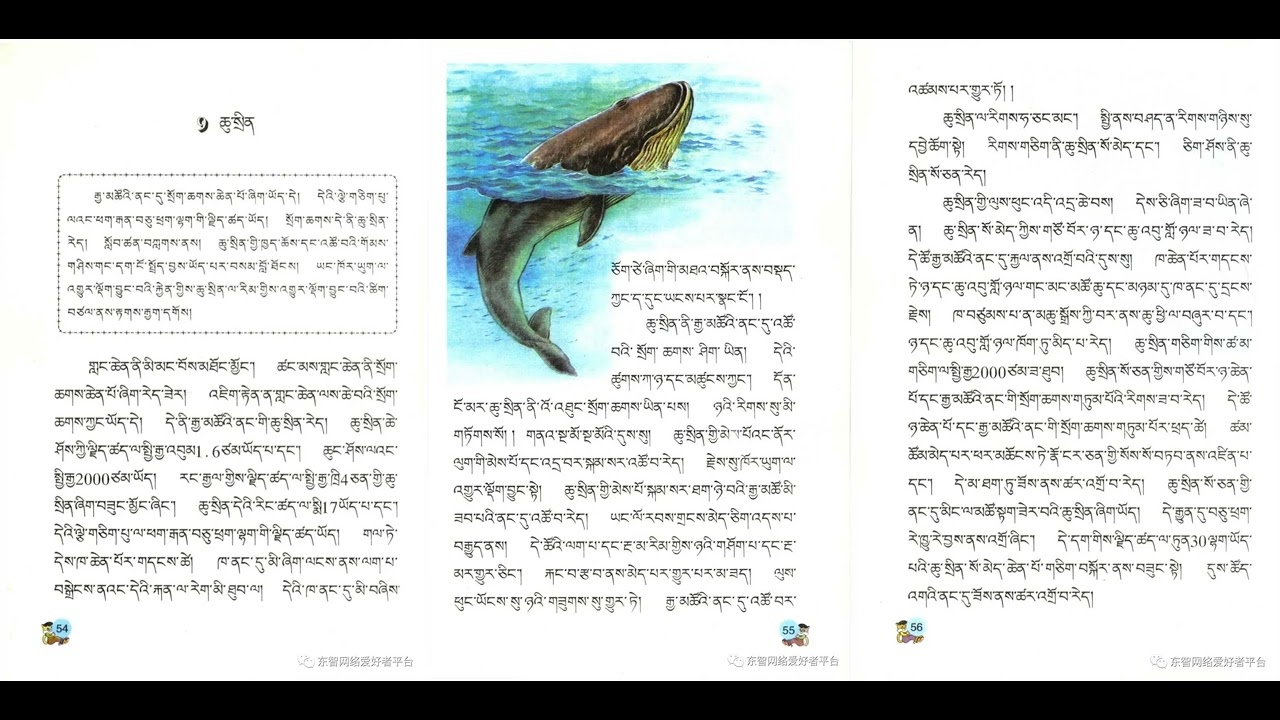 ཆུ་སྲིན 课文《鲸》 Whales