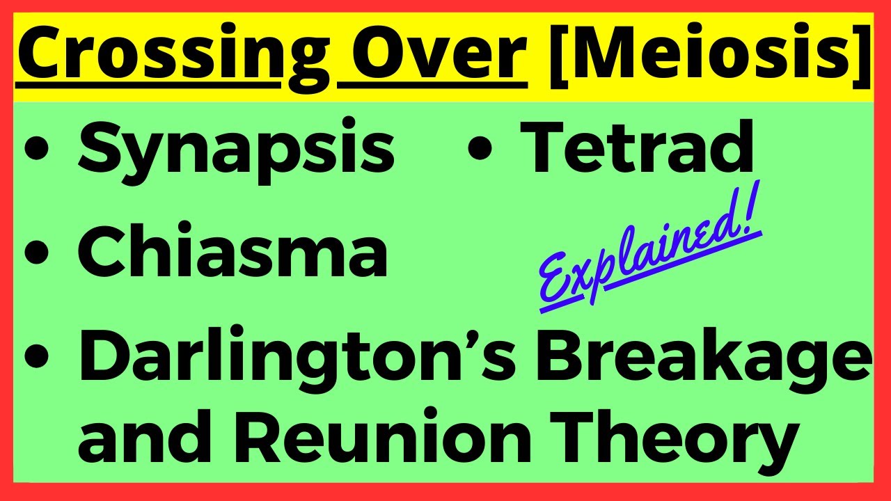 Crossing Over Meiosis Mechanism | Synapsis | Chiasma | Breakage and Reunion Theory | Prophase 1
