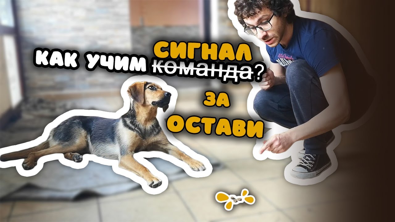 Как учим СИГНАЛ (команда или дума) за ОСТАВИ и как вдигаме нивото да тренираме в ДВИЖЕНИЕ