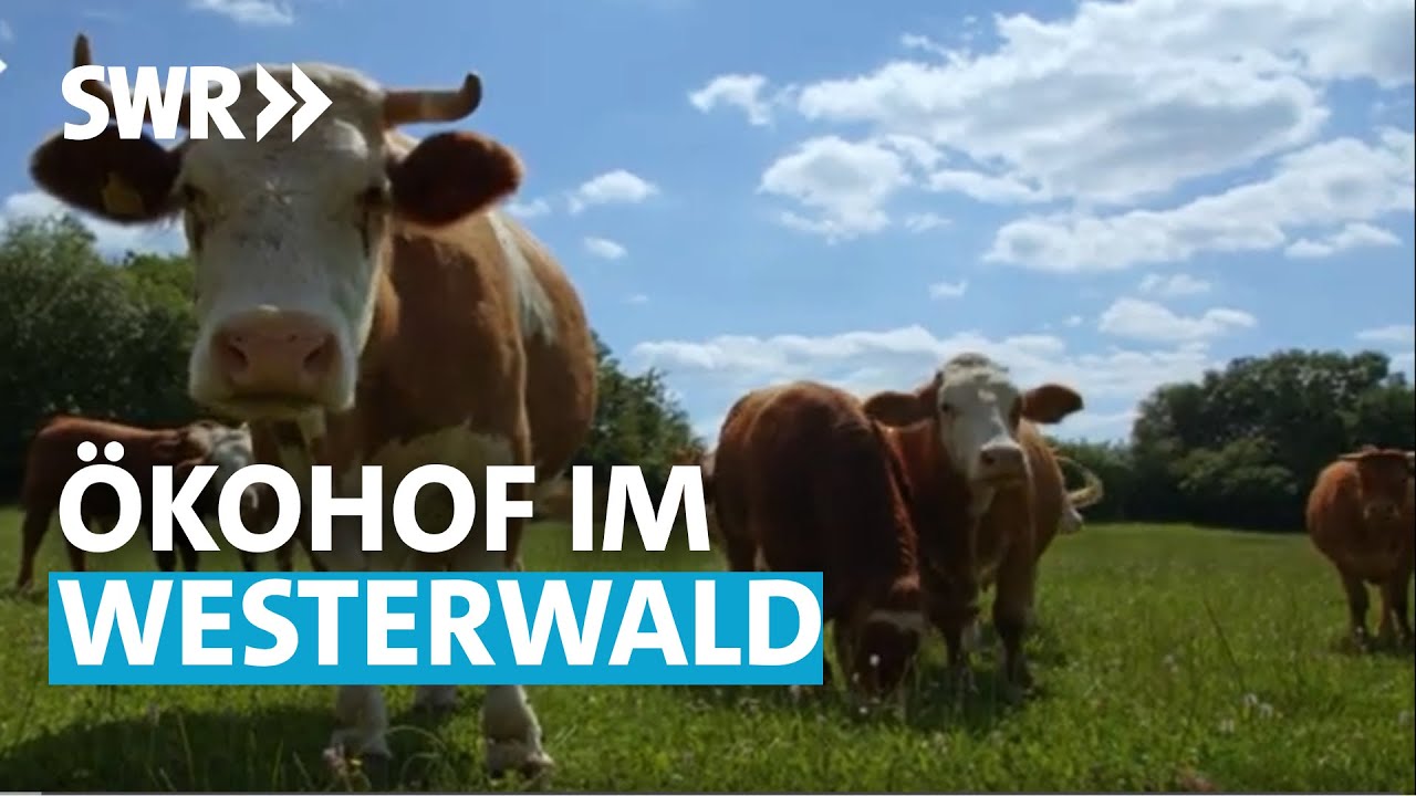 Hühner, Rinder, Schweine - alles ökologisch (3/6) | Lecker aufs Land - Die Überraschungskiste