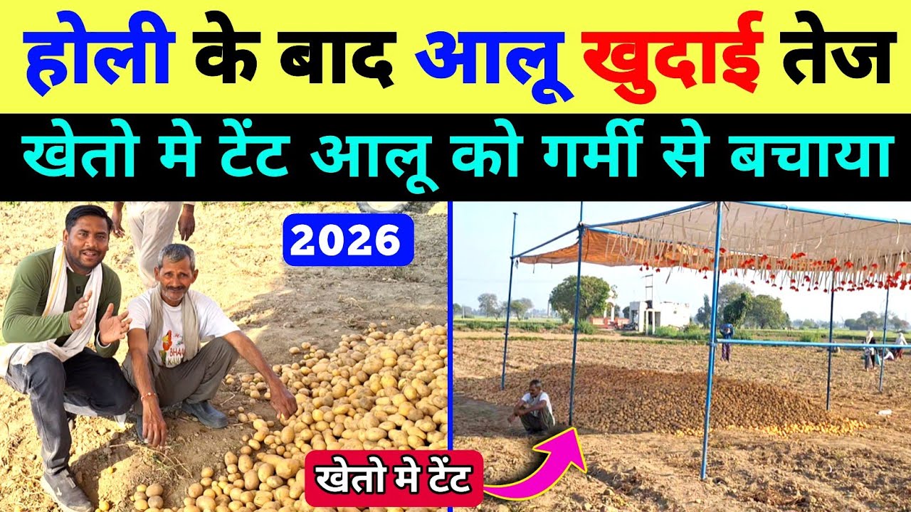आलू खेतो मे टेंट दिखे |आलू खुदाई मे तेजी होली के बाद | aalu ki khudai /aaj ka aalu bhav /aalu kheti