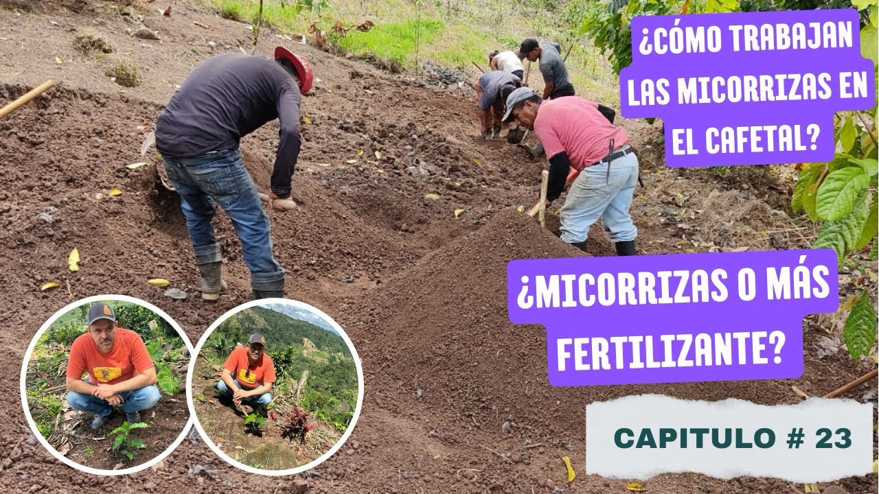 ¿Por qué tu café no aprovecha el fertilizante? #Micorrizas #coffee #caféconhistoria 