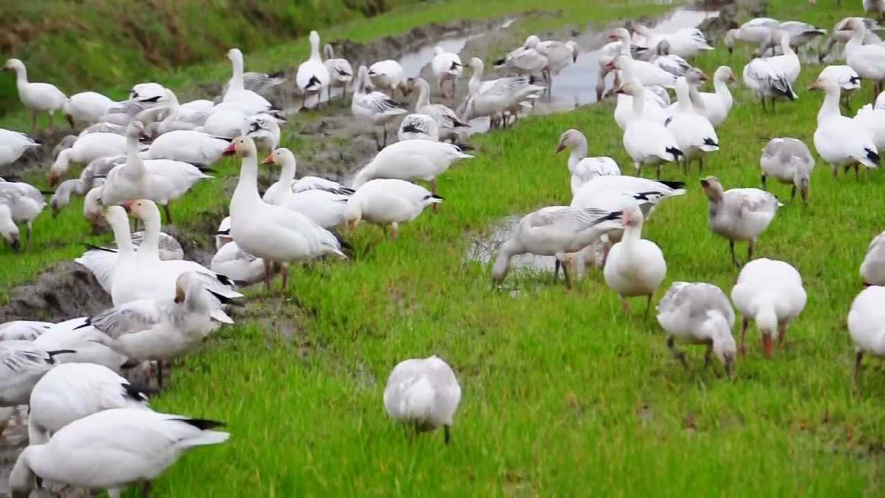 Snow Geese - Fir Island, Washington