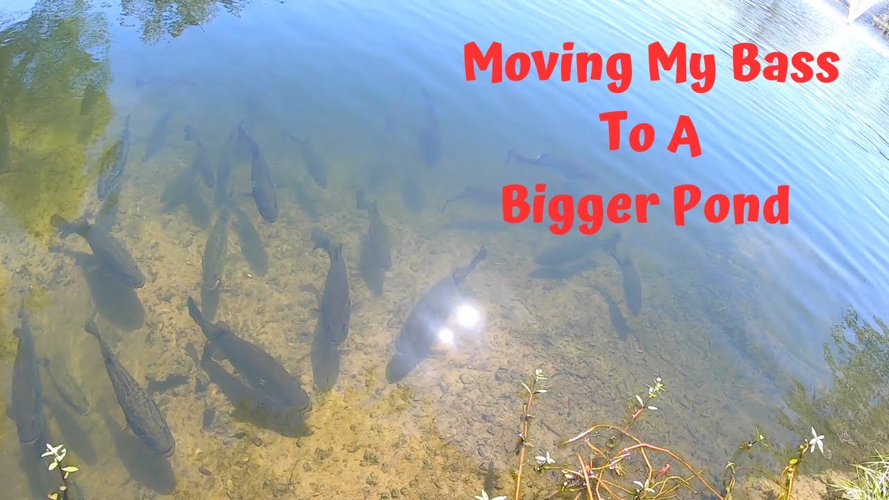 Moving Bass To A Bigger Pond