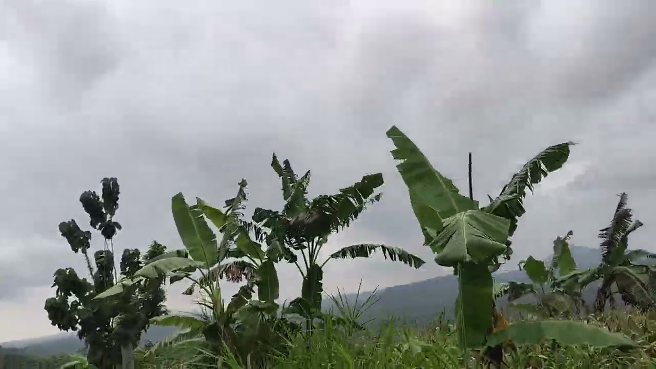 Suasana di perguruan Jawa Tengah Rembang jalannya rusak bolo.