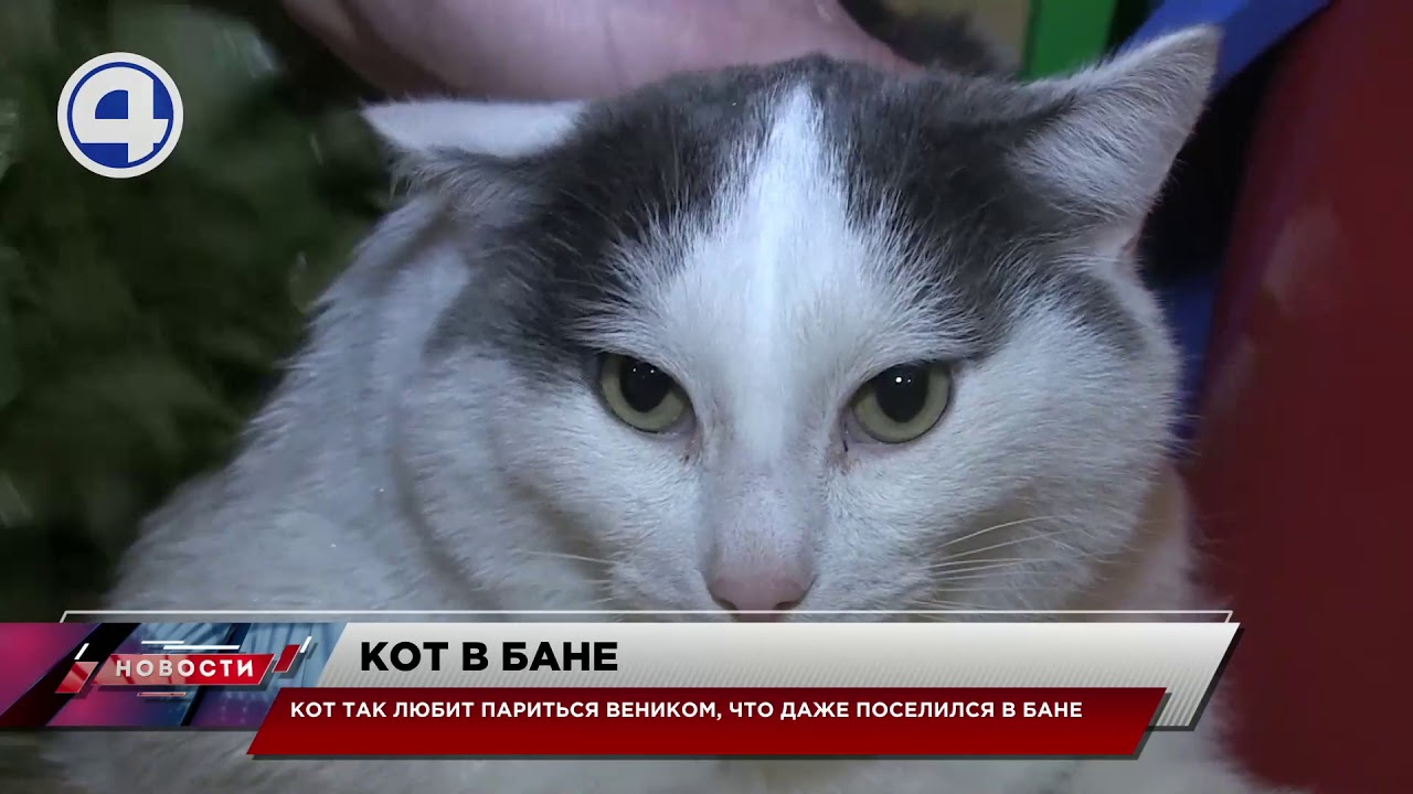 Кот парится веником в бане / Свердловская область