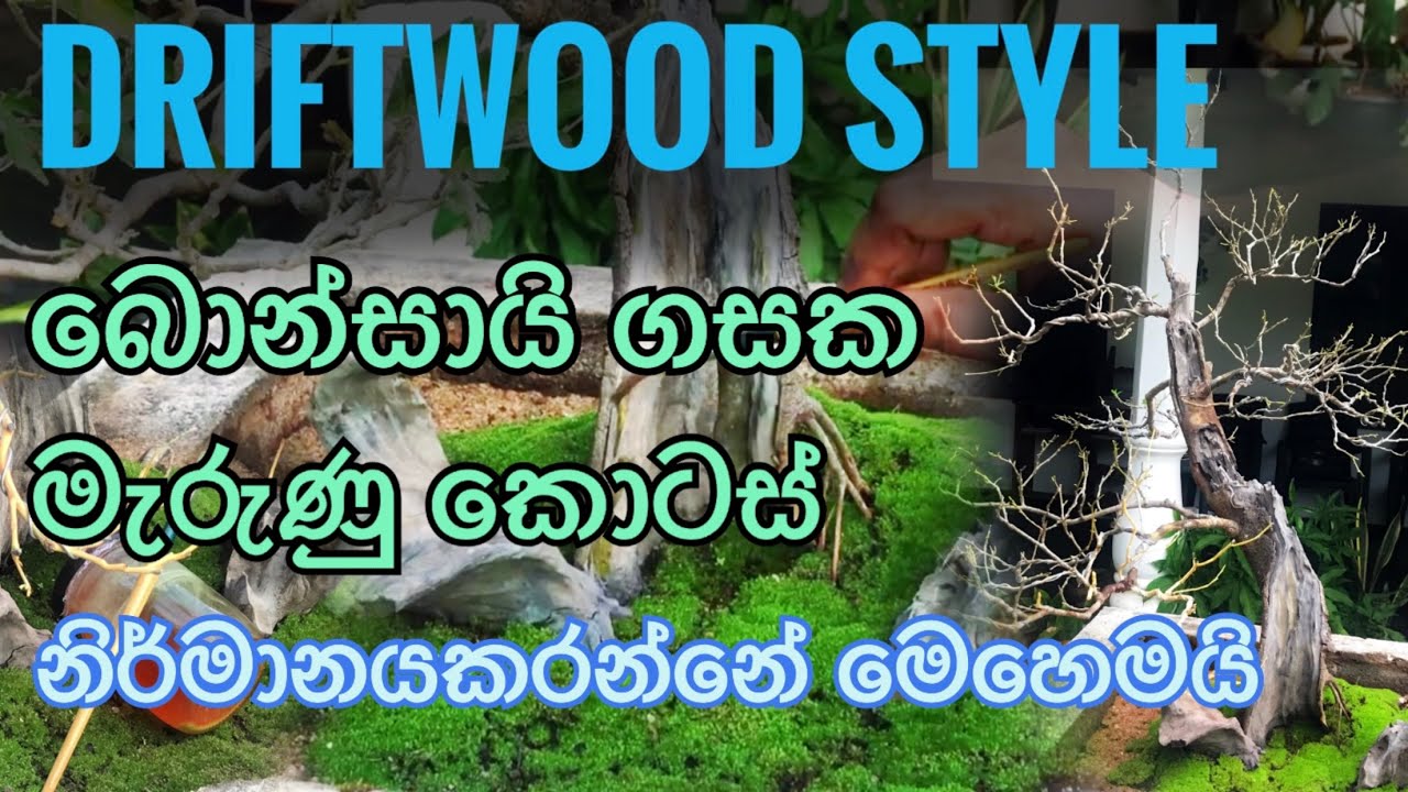 Lime sulfur. Bonsai deadwood repair 👨‍🔧 කොහොමද බොන්සායි පැලයක මැරුණු කොටස් ආරක්ෂාකරගන්නේ ?