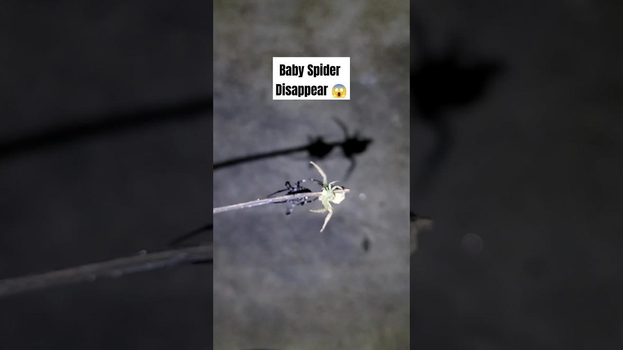 Crab Spider Vs House Spider  #spider #gagamba #spiderfight