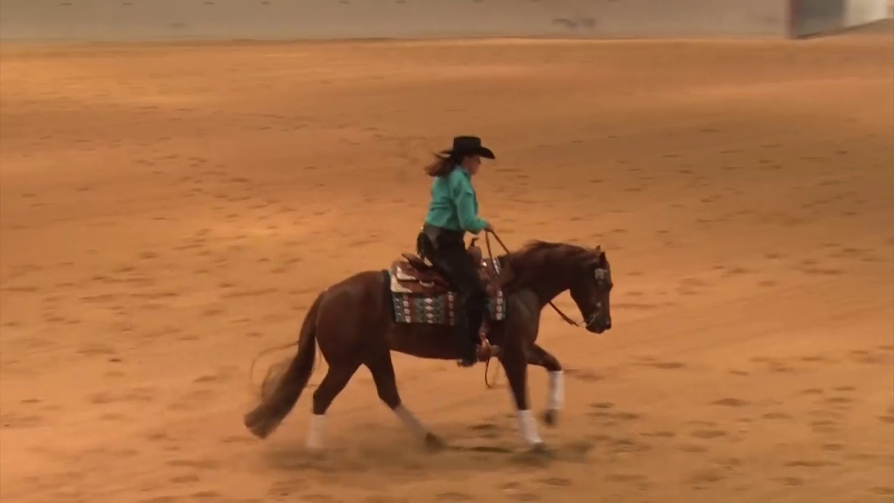 191101 Novice Horse Shannon Rafacz on Begnsteal Liencheat