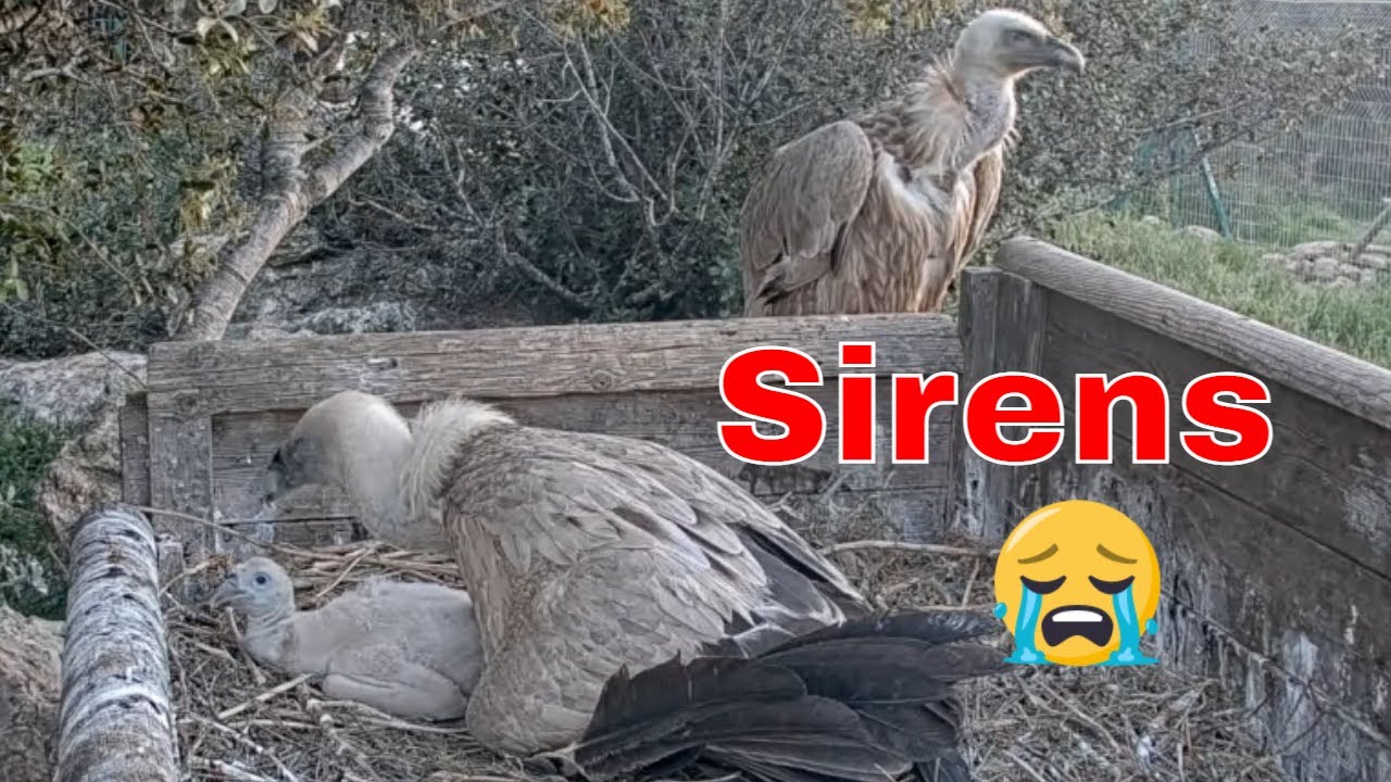 🦅 Vulture Dad Guards Chick During Sirens 🚨