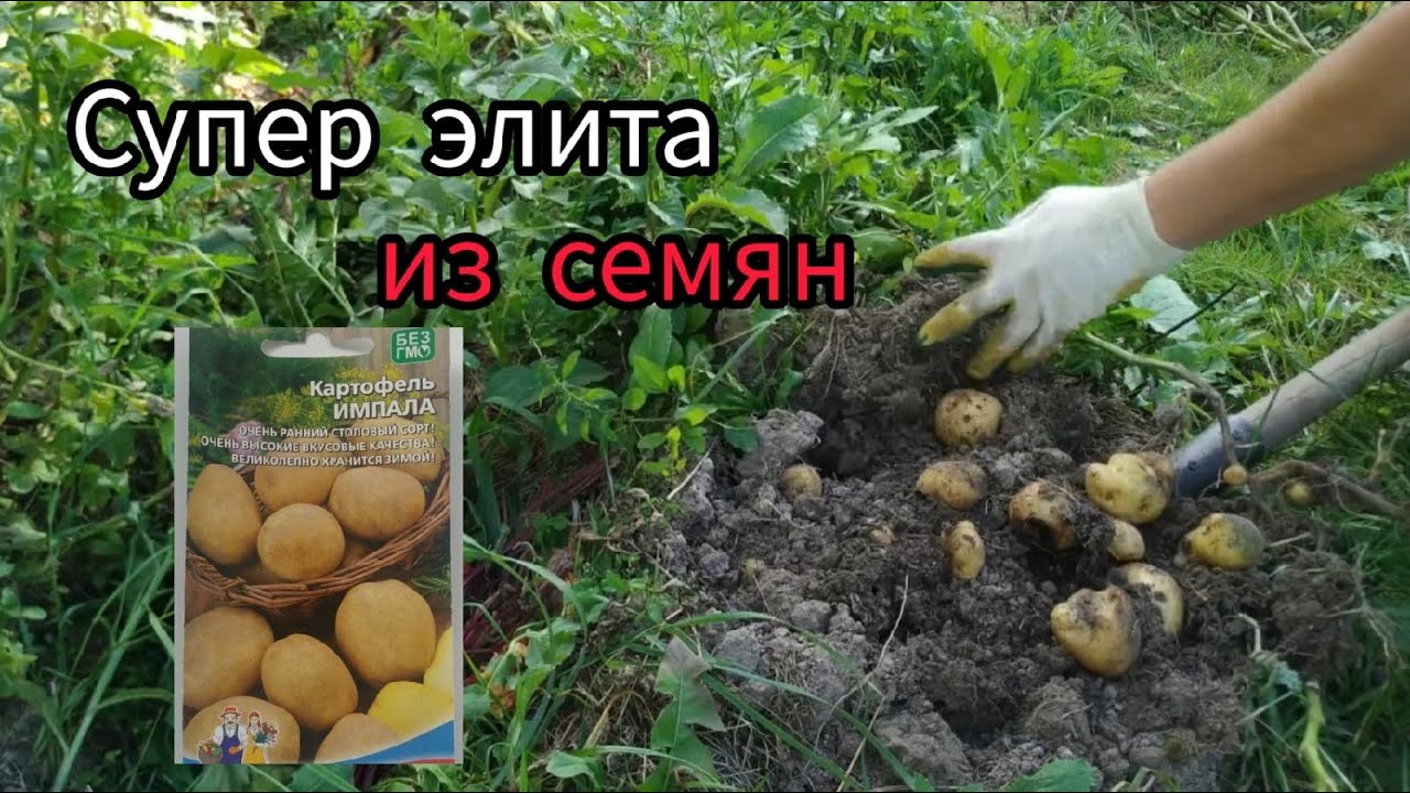 🥔Картофель из семян - как вырастить супер элиту своими руками. Делюсь свои опытом🥔