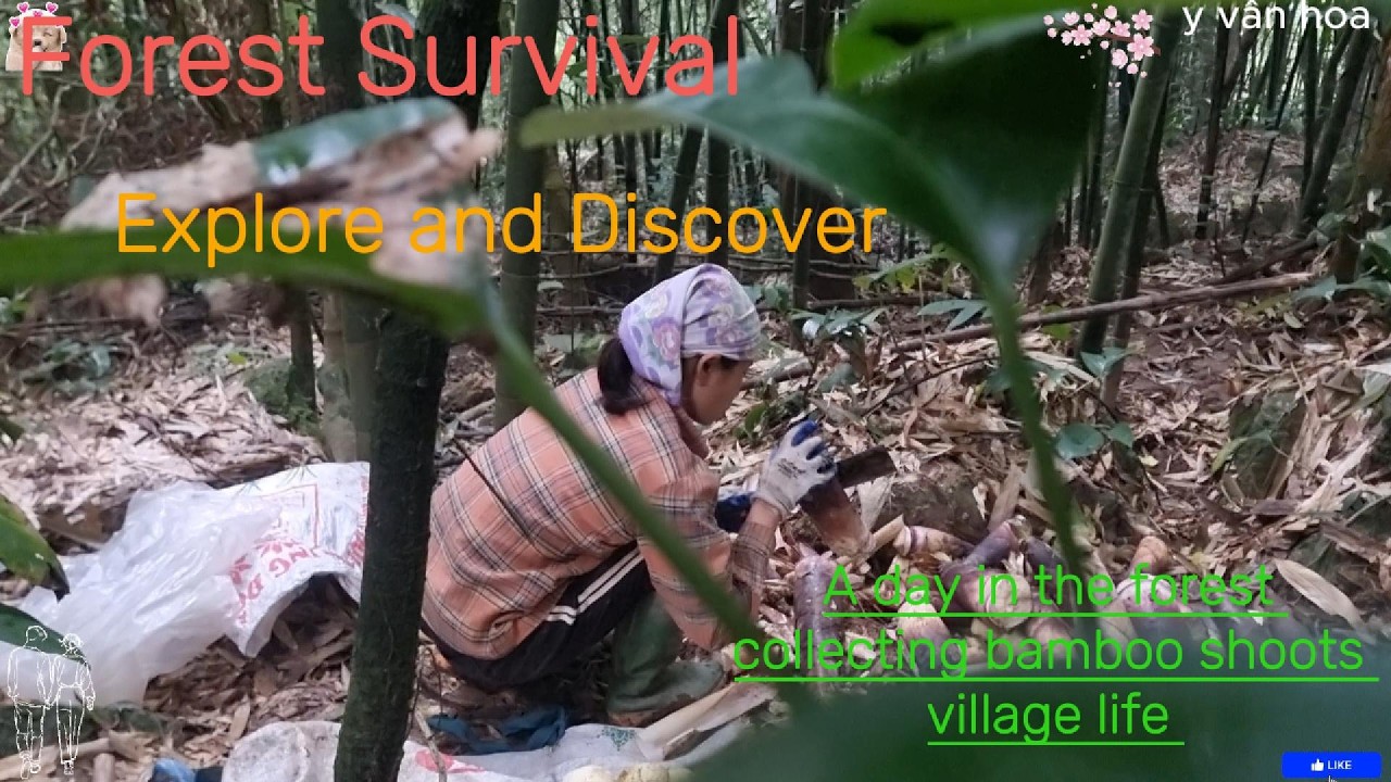 “A Peaceful Day in the Deep Forest Harvesting Bamboo Shoots ”