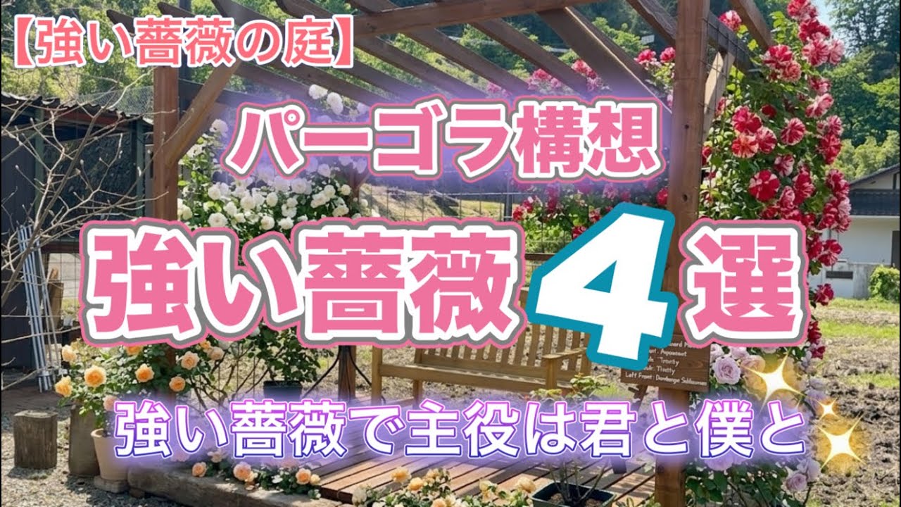 【強いバラの庭】パーゴラにお迎えした強い薔薇4品種の紹介。初心者でも失敗しない強い薔薇で主役は君と僕。アクアノート、エドゥアールマネ、トリニティ、ドルンブルガーシュロスローズの紹介です♪