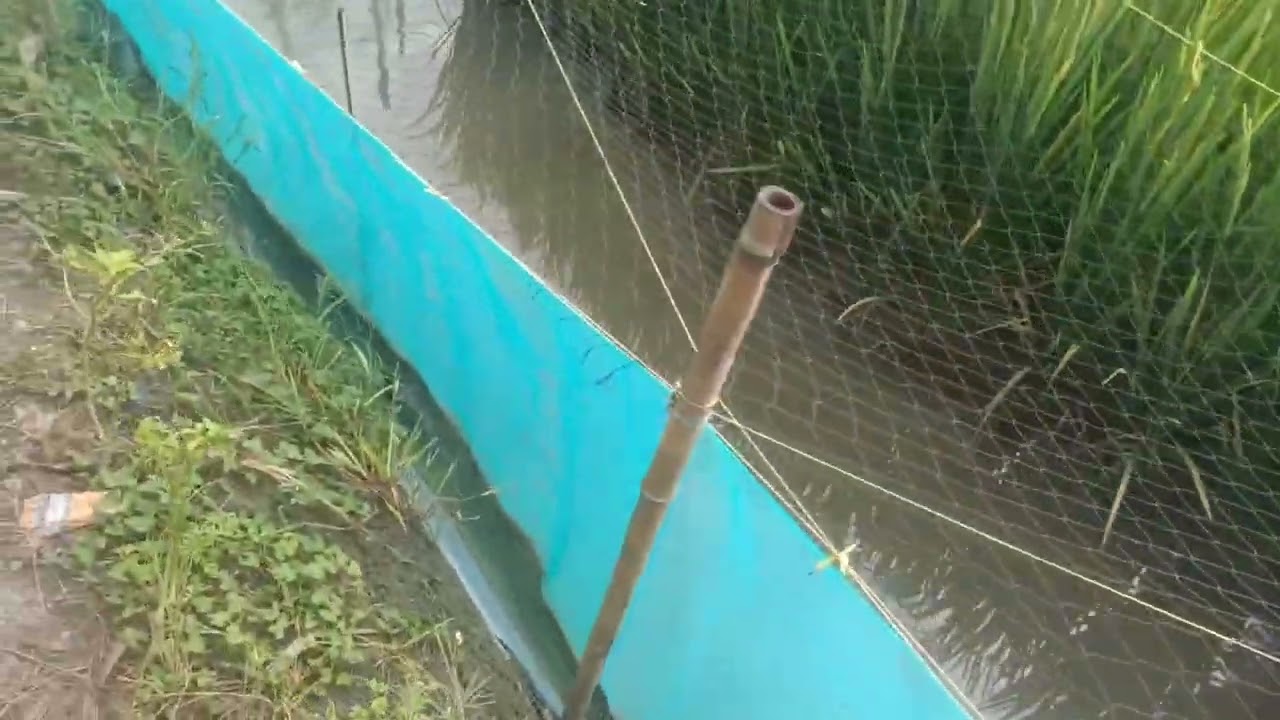 Cuma 80 kg campuran pupuk kimia. Tanaman padi anda tumbuh SUPER. 