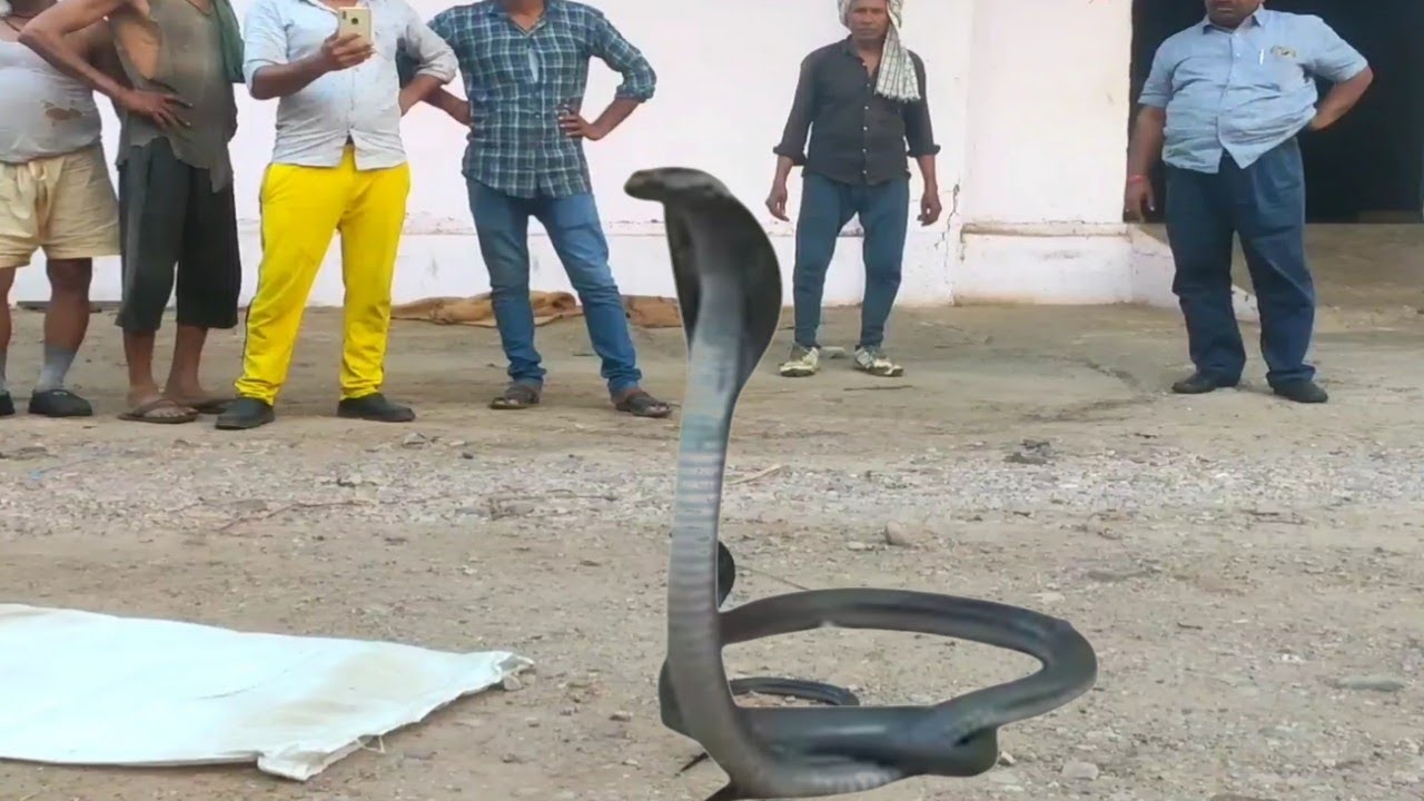 बाप रे बाप बोरियो के पीछे छिपा बैठा नाग मजदूरों के उड़ गए होश 🐍🐊