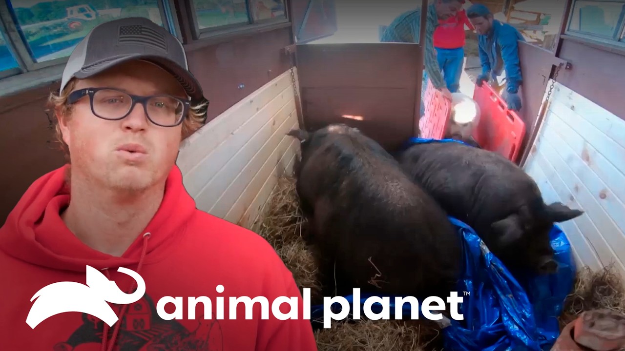 Novo lar para os porcos vietnamitas | Santuário Animal | Animal Planet Brasil