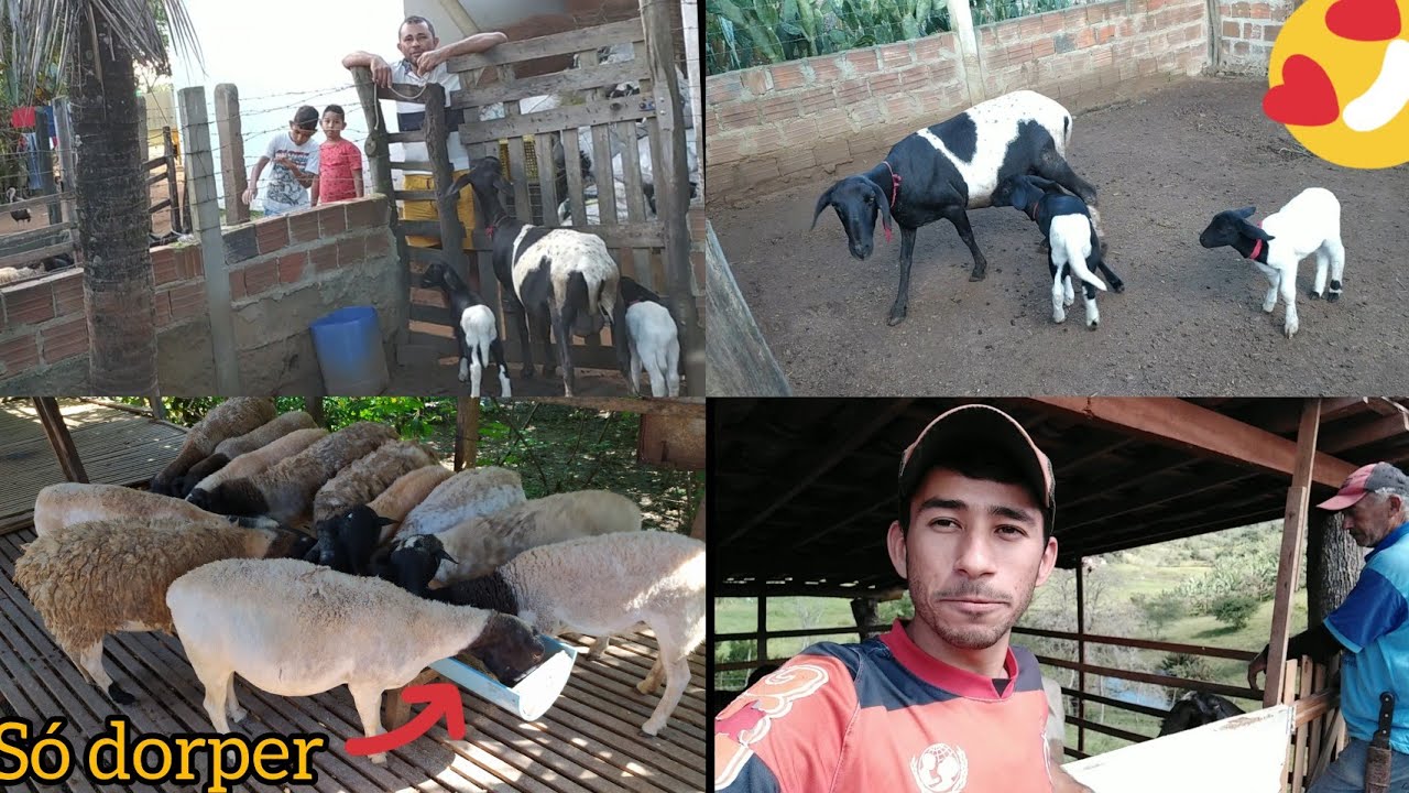 CONSEGUI ADQUIRIR OVELHAS DORPER 🙏 + MOSTRANDO 2 CRIATÓRIOS NO SERTÃO