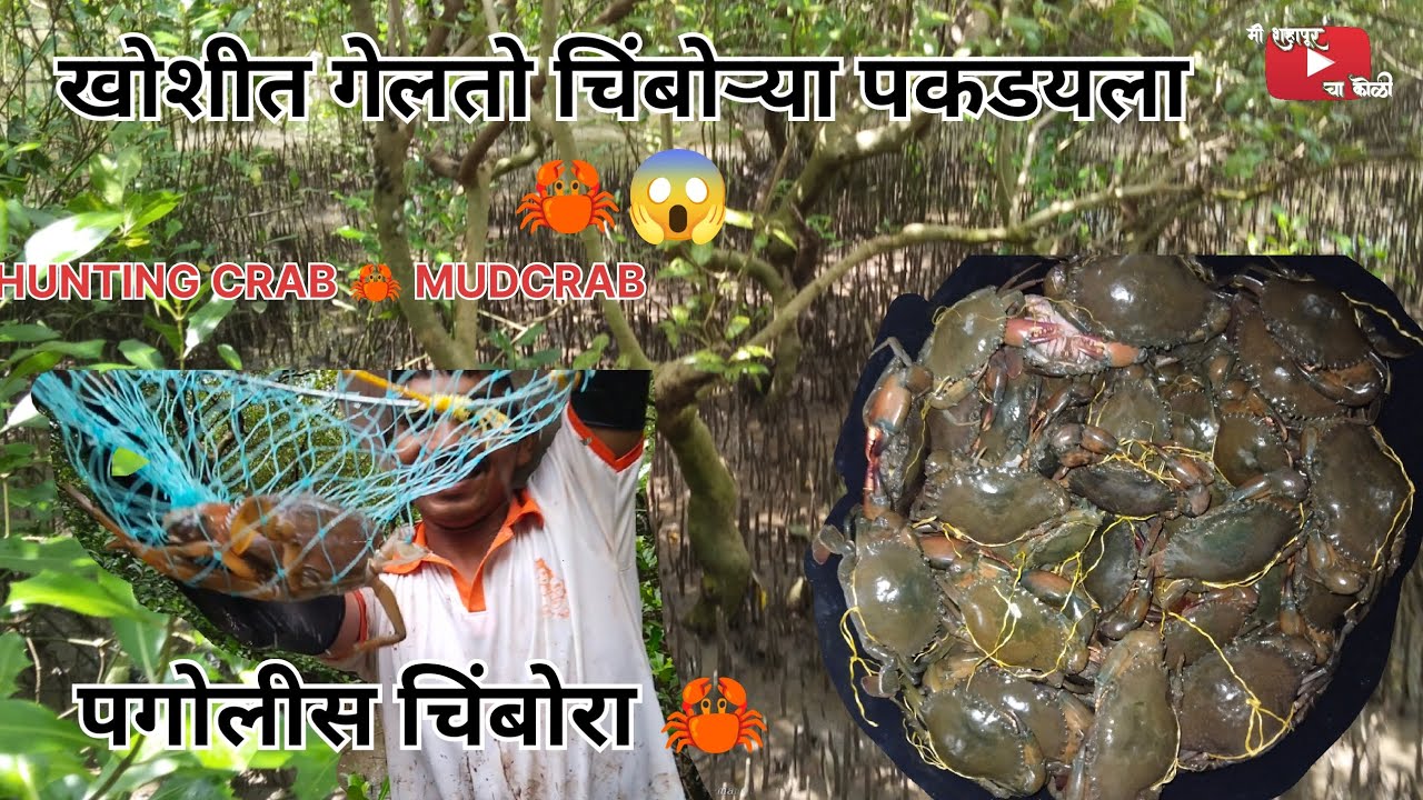 खोशीत गेलतो चिंबोऱ्या पकडायला 🦀😱 कोल्याही पोगोळ्या नेहल्या 😱 HUNTING RAB 🦀 MUDCRAB #rivercrab #viral
