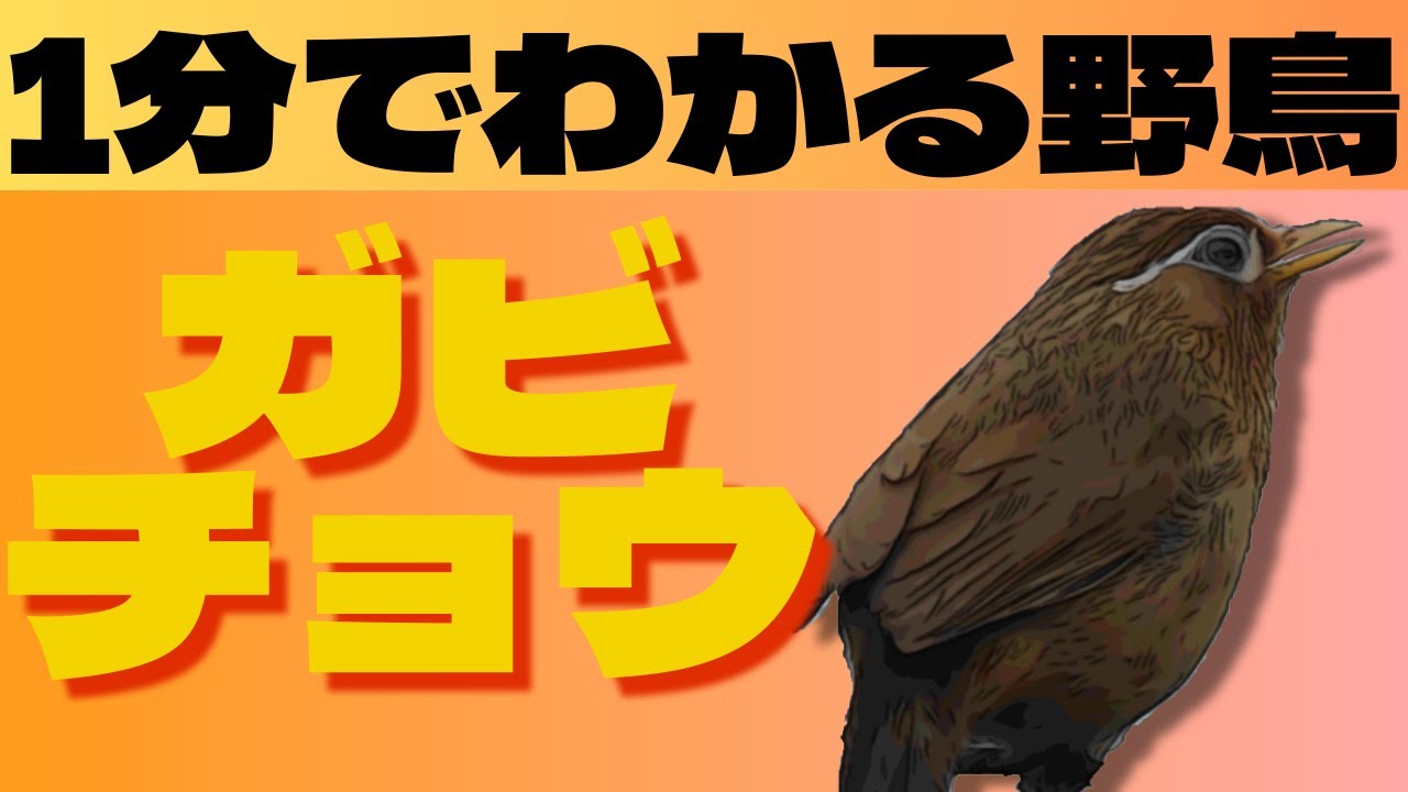 ガビチョウとは？特徴・鳴き声・生態を1分でわかりやすく解説！