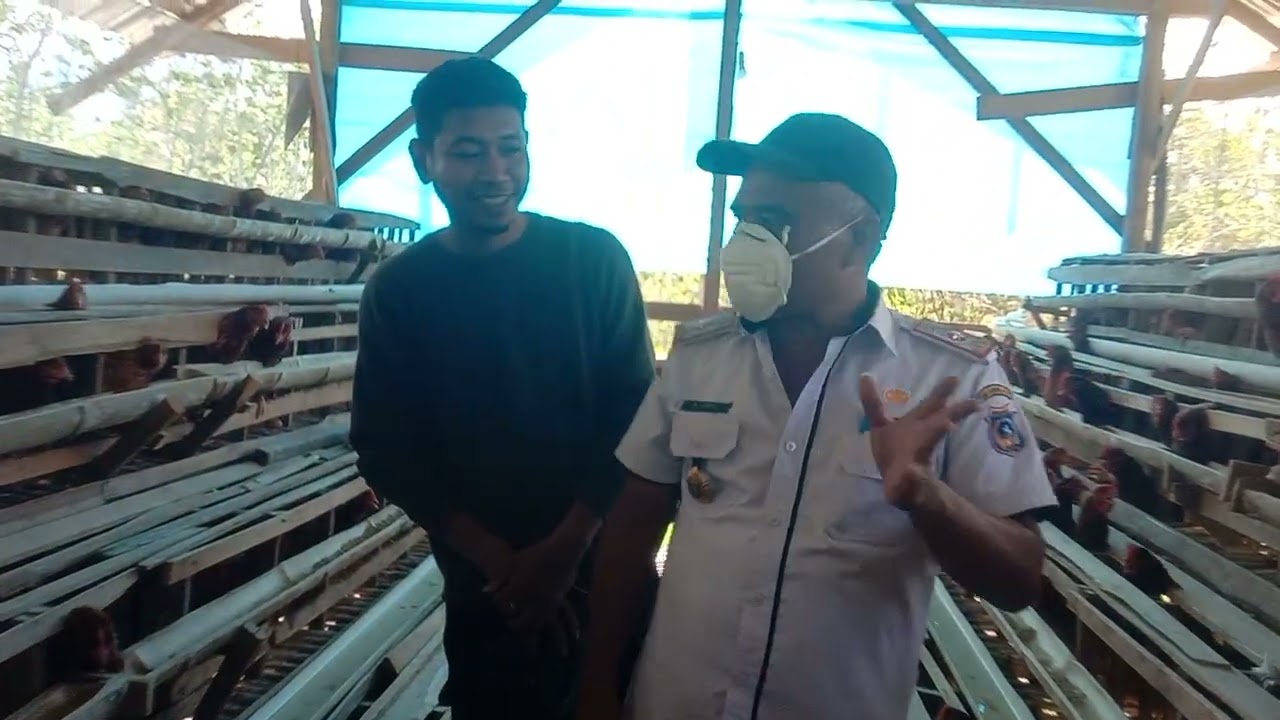 Pantau ayam petelur
