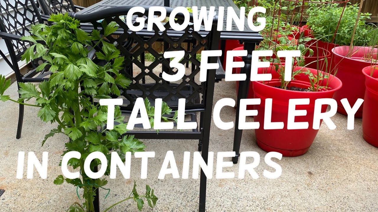 Growing 3Ft Tall Celery In Containers | Container Gardening