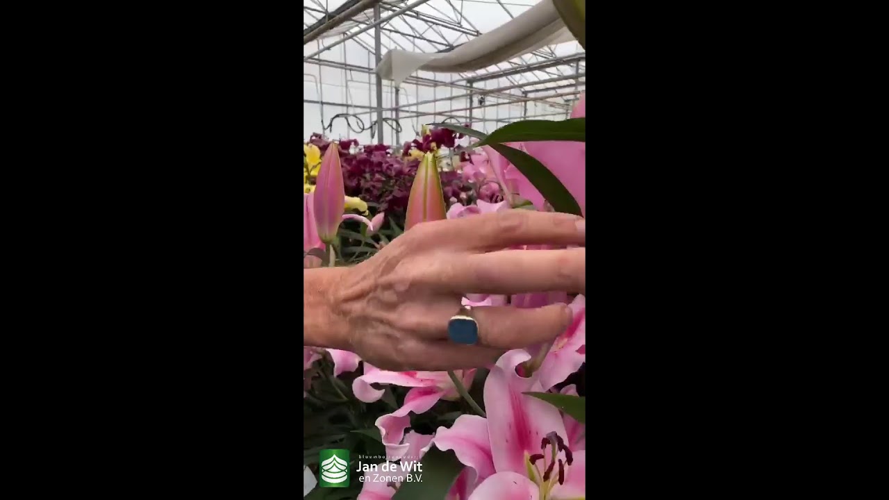 Lily livestream 18-06-2020