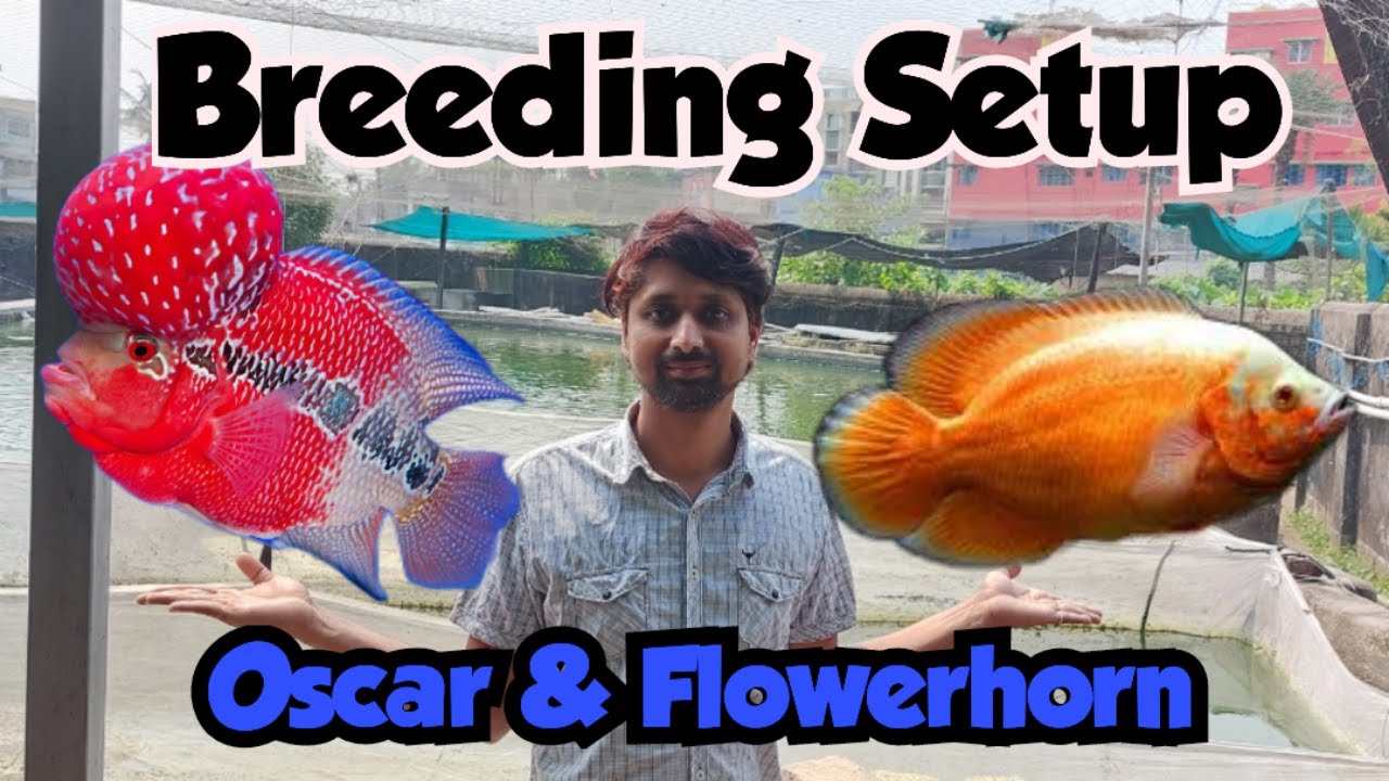 Oscar & Flowerhorn Breeding Setup