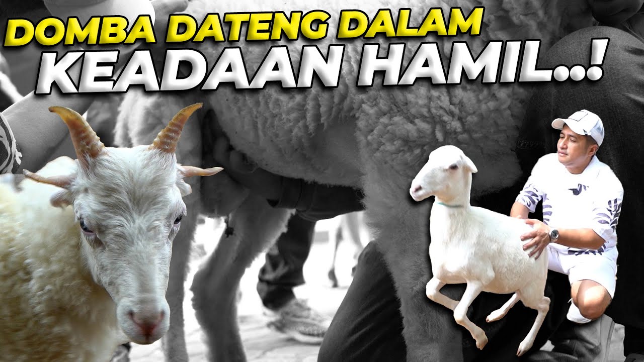 KADO LAGI GAES..! UDAH SIAP BIKIN KOLONI DOMBA TANDUK EMPAT NIH..!