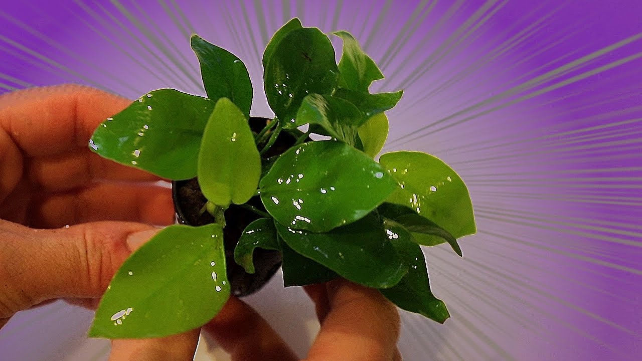 Anubias nana GOLDEN growth and care!