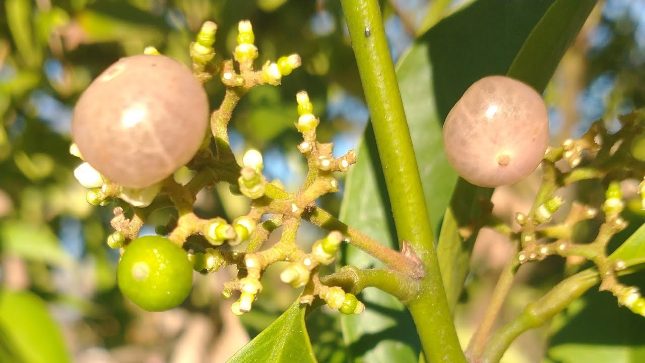 Orange Berry (Glycomis) / Gin Berry