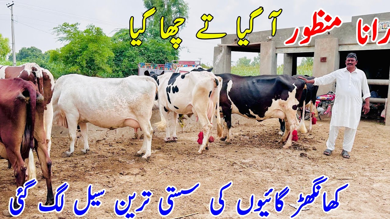 Rana Manzoor| Khangarh Cows and Gabhan Cows | Friesian Cross Cows  8 August 2025
