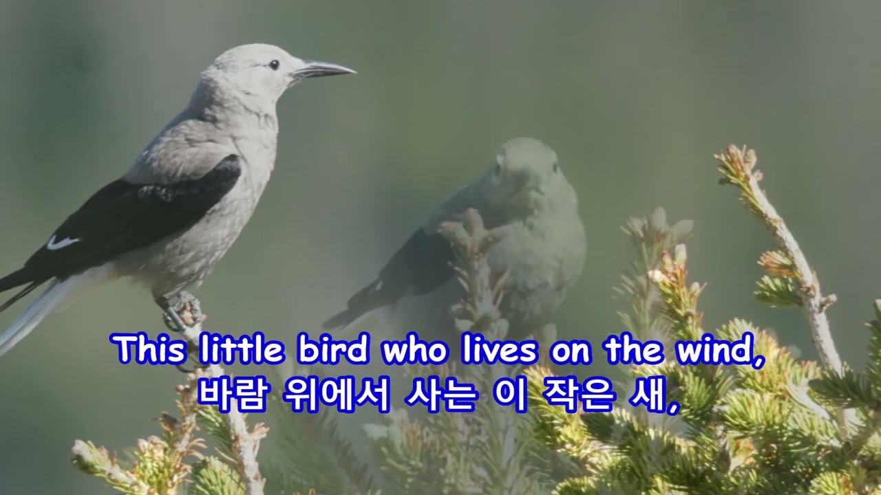 This Little Bird - Marianne Faithfull: with Lyrics(가사번역) || Rocky Mountain National Park, 2017