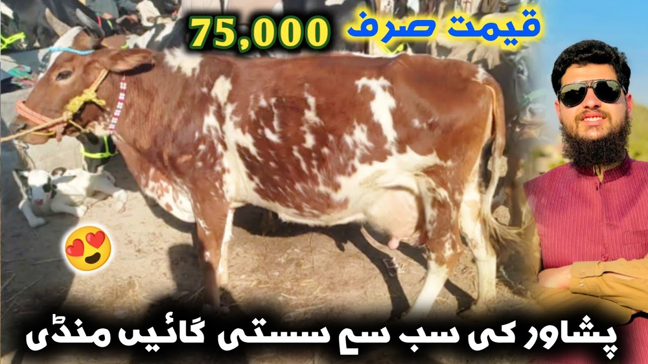 Cow Mandi Peshawar New Updates | Rs 75,000 Price Sabse Sasti Dairy Cow Mandi  | Izhar Ali Shah vlogs