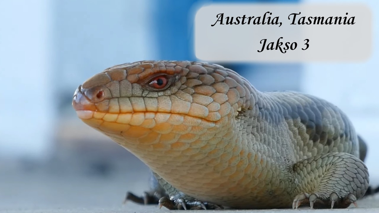 Australia ja Tasmania 2026 | Jakso 3