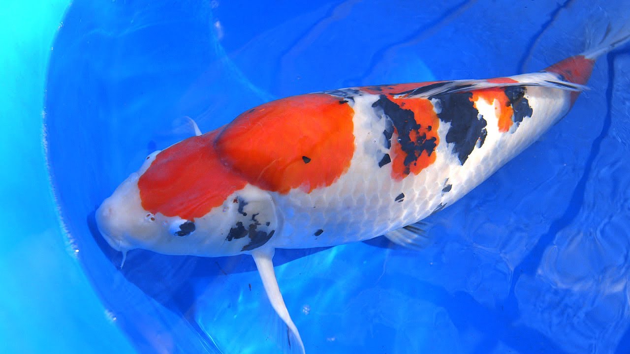 Koi Fish Selection 2 | How to Select Kohaku, Asagi & Sanke Koi